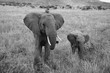 Black & White of mother and child elephant walking in Africa