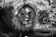 Black & White of male lion staring into distance