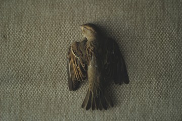 Poster - A photo of a dead sparrow