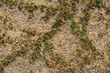 © Esara - Small green short grass grow over flat sand ground background texture pattern.