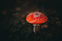 Red Fly Agaric On A Dark Background In The Forest. Poisonous Mushroom. Macro. Mushroom With A Red Hat With White Dots On A White Leg. Fly Agaric After Rain. Autumn Forest. Dew Drops On Grass.
