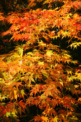 Wall Mural - The beautiful colors of autumn/fall leaves.  Taken in Cardiff, South Wales, UK