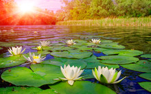 Water Lily On Lake
