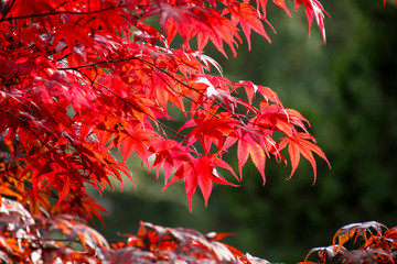 the beautiful colors of autumn/fall leaves. taken in cardiff, south wales, uk
