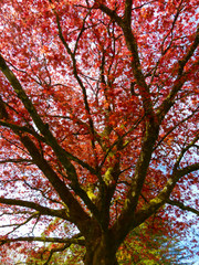 Wall Mural - The beautiful colors of autumn/fall leaves.  Taken in Cardiff, South Wales, UK