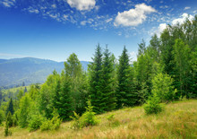Evergreen Fir Trees In Mountains