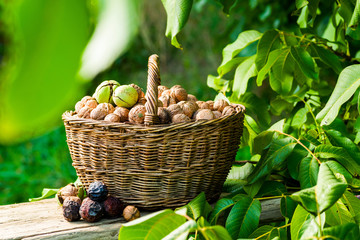 walnut harvest in a basket by the tree in the garden on the table