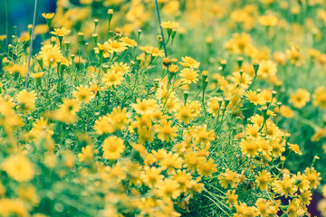 Wall Mural - Yellow Daisy little bloom in morning with green leaf.Closeup of beautiful flowers blooming in the garden.nature view of flower with natural background.vintage tone.