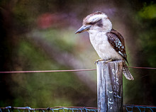 Kookaburra Sitting On A Fence Post.