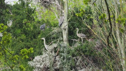 Grey Heron (ardea cinerea ) Heronry.