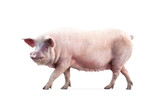 Fototapeta Konie - walking pig isolated on white background