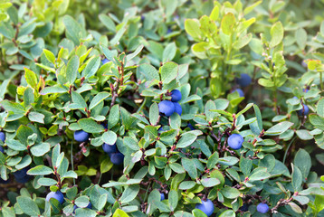 Wall Mural - Shrubs with ripe fruit wild blueberry in forest in sunlight