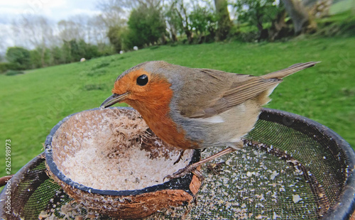 Cuadros en Lienzo The European robin feeding from an Insect Suet on a bird table in UK