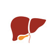 Liver anatomy vector icon