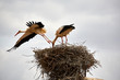 stork flying away from a nest