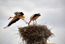 Stork Flying Away From A Nest
