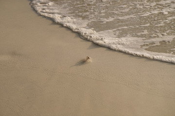 crab moving on the beach