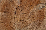 Fototapeta Las - A section of a wooden trunk with cracks and annual rings for use as a background or texture. Brown light patterns against a background of natural origin.