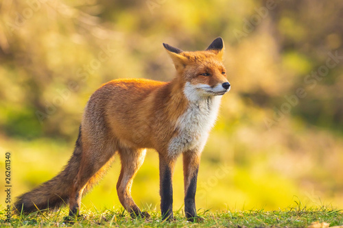 Valokuva  Wild red fox vulpes vulpes
