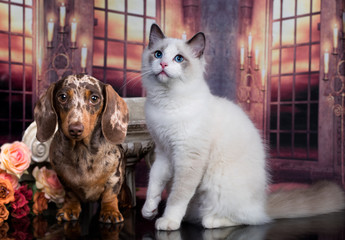 Fototapete - regdoll male catregdoll  and dachshund puppy