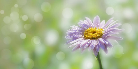 Canvas Print - floral light green background. decorative pink Daisy raindrops copy space