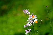 Selective Focus Of One Male Orange Tip Butterfly Or Anthocharis Cardamines On Lady's Smock Flowers.  The Male Is Unmistakeable With Bright Orange Wing Tips. Bokeh And Green Spring Forest Background.