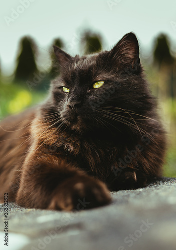 Close Up Portrait Of Tomcat Chantilly Tiffany Resting And Relaxing On The Wall Sunny Day Dark