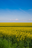 Fototapeta Tęcza - campi di colza nella provincia di cuneo