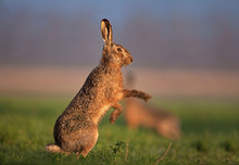 European Hare, Lepus Europaeus