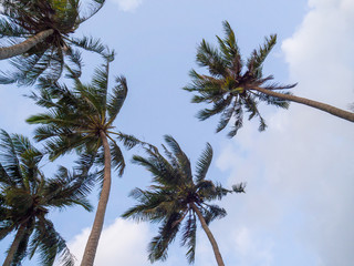 silhouettes of trees against the blue sky and multi-colored clouds. koh phangan thailand