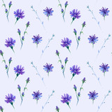 Fototapeta Lawenda - seamless watercolor pattern in light tints with chicory flower, wild plant