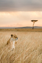 A Single Female Lion Looks Over The Savanna Of Massai Mara, Kenya