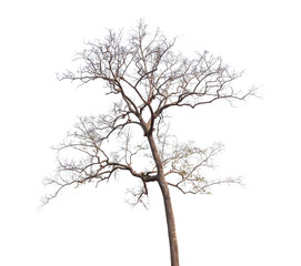 dead tree isolated on white background