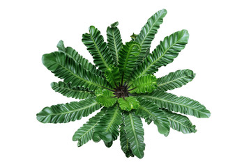 Poster - Top view of rare tropical foliage houseplant Bird’s nest fern ‘Cobra’ or Cobra plant (Asplenium nidus) with pleated or wavy green leaves isolated on white background, clipping path included.