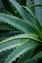 Detail Of Green Aloe Plant