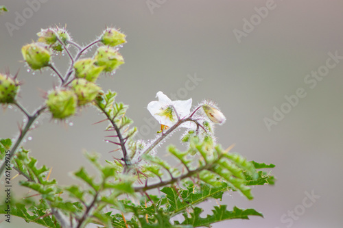 Plantas E Flores Selvagens Plantas Com Espinhos Buy This Stock Photo And Explore Similar Images At Adobe Stock Adobe Stock