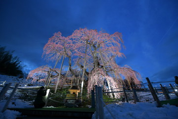 Wall Mural - 三春の滝桜