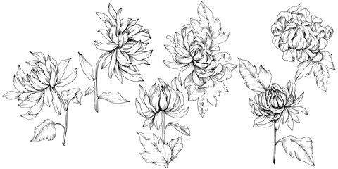  Vector Chrysanthemum floral botanical flowers. Black and white engraved ink art. Isolated flower illustration element.