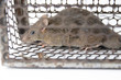 Rat in cage mousetrap on white background, Mouse finding a way out of being confined