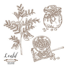 Lentil Branch With Pods And Flowers, Ripe Lentil Seeds In Wooden Bowl And Rustic Sack. Hand Drawn Legumes. Vector Illustration Engraved.