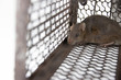 Rat in cage mousetrap on white background, Mouse finding a way out of being confined