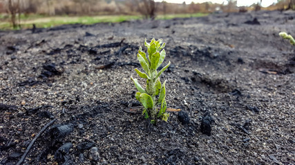 young plant growing in soil