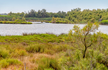 Wall Mural - Regional Nature Park of the Camargue