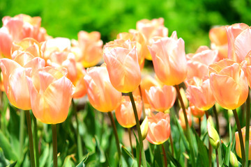 Sticker - pink tulips in the garden