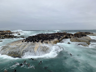 Poster - Seal, Cape town, South Africa, storm