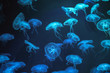 Jellyfish with neon glow light effect in Singapore aquarium
