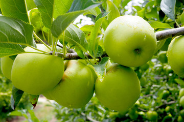 Bright green apples on a tree in an orchard