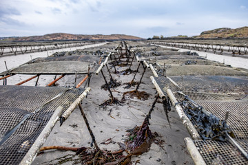 Oyster farming and oyster traps, floating mesh bags by Carrickfinn in County Donegal, Ireland