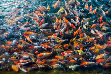 Colorful Carp Fish Swimming In Pond