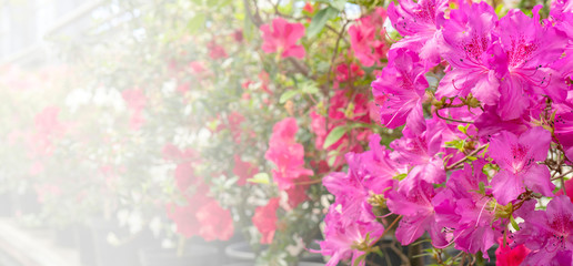  Blooming pink rhododendron (azalea), close-up, selective focus, copy space.